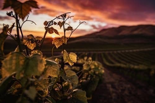 Vineyard at sunset