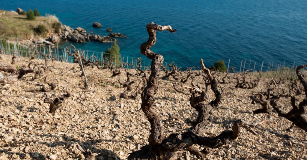 Hvar - vineyard by the sea