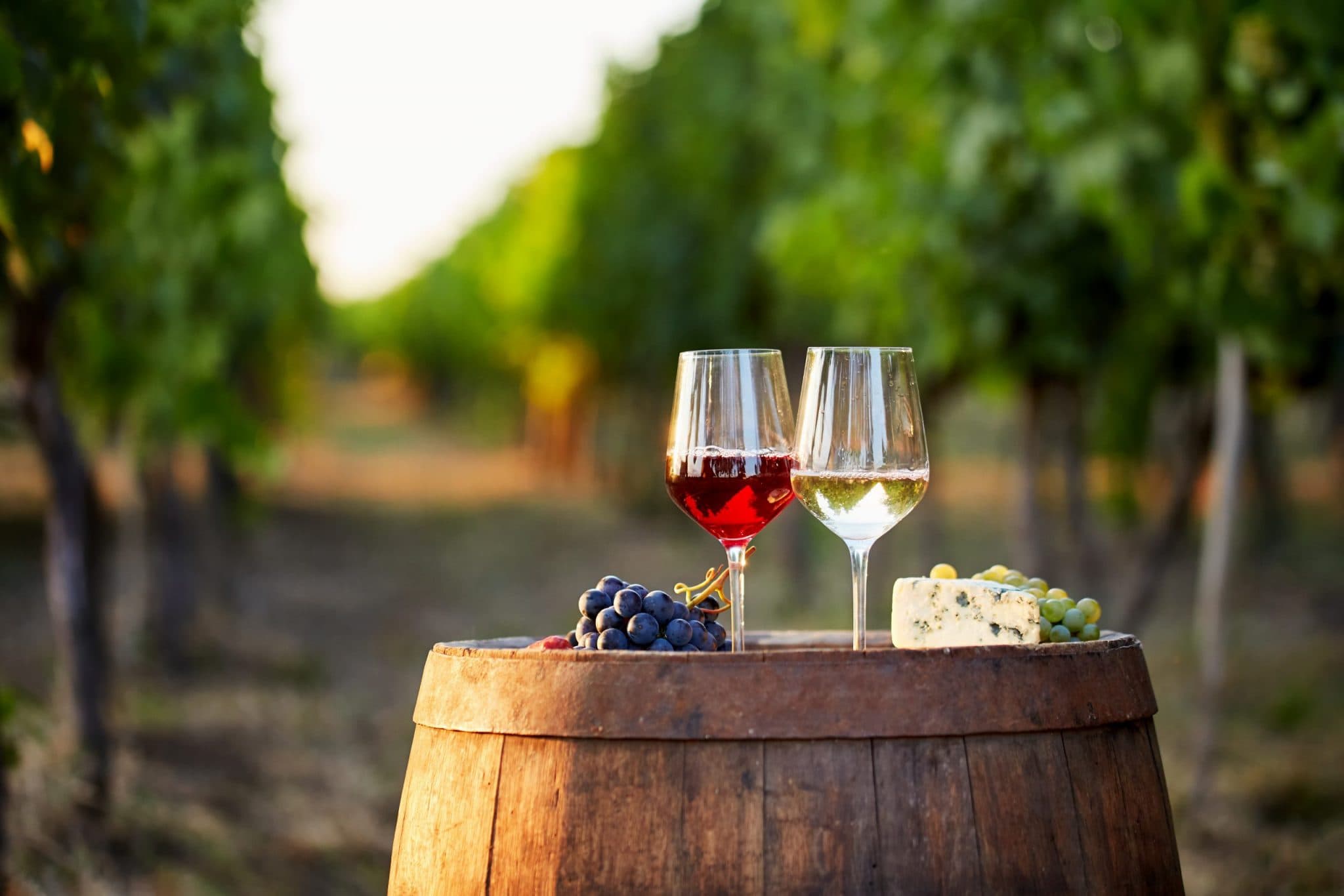 Barrel in the vineyard and glasses with wine