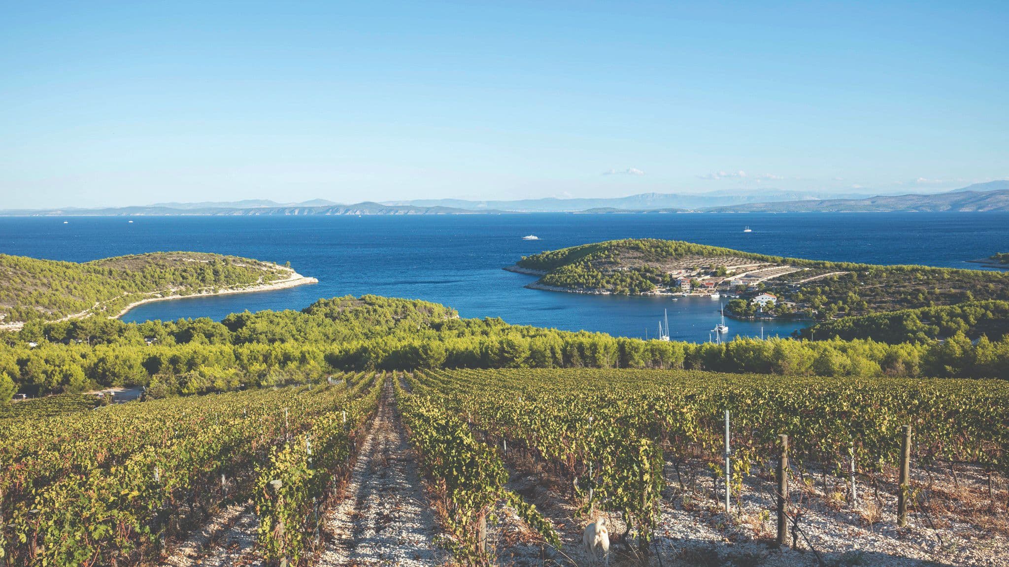 Organic grapevine cultivation in Croatia