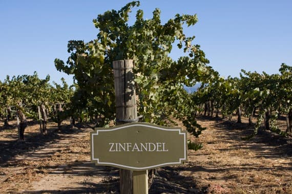 Crljenak (zinfandel) vineyard