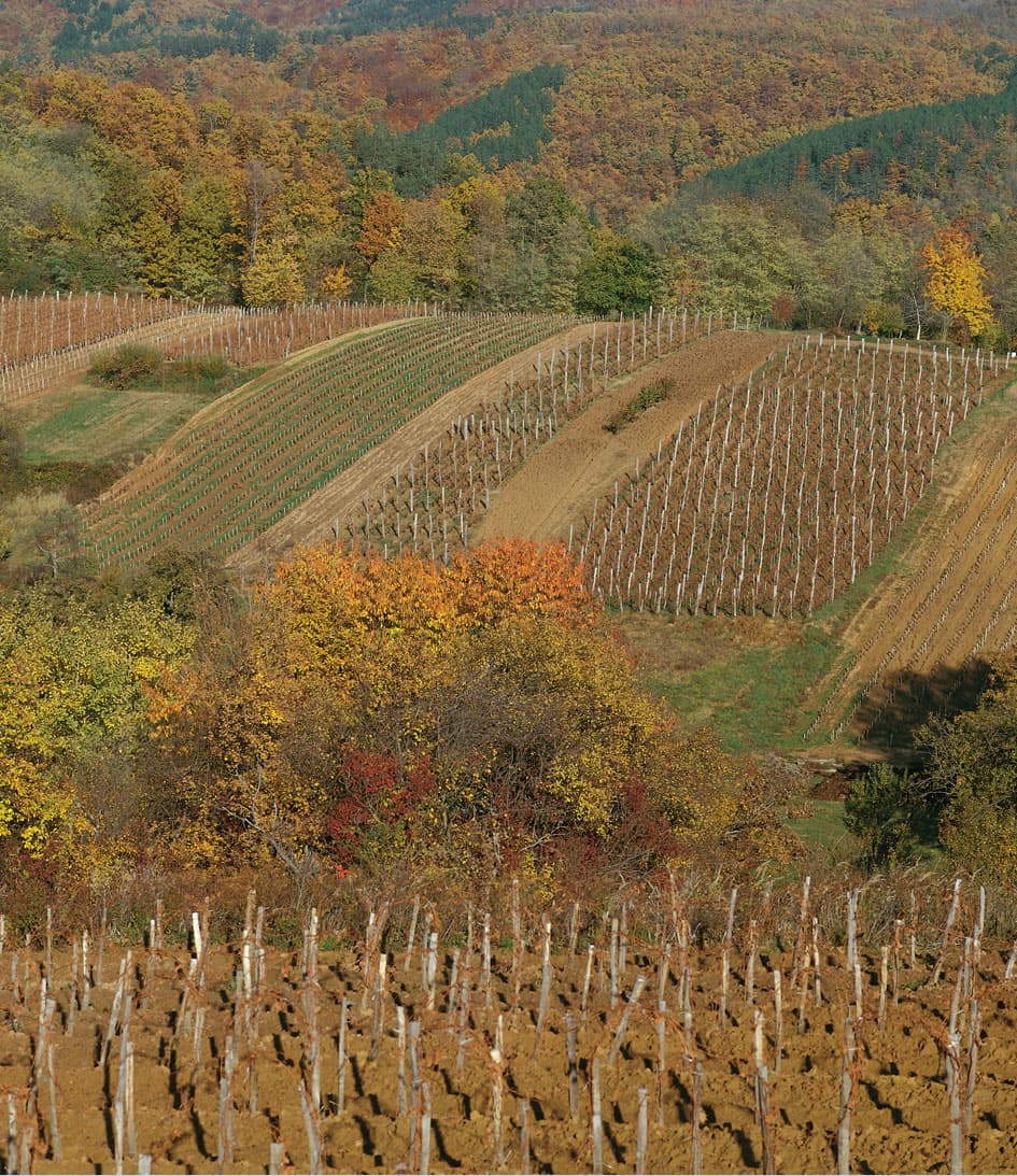 Hero image Krauthaker Winery