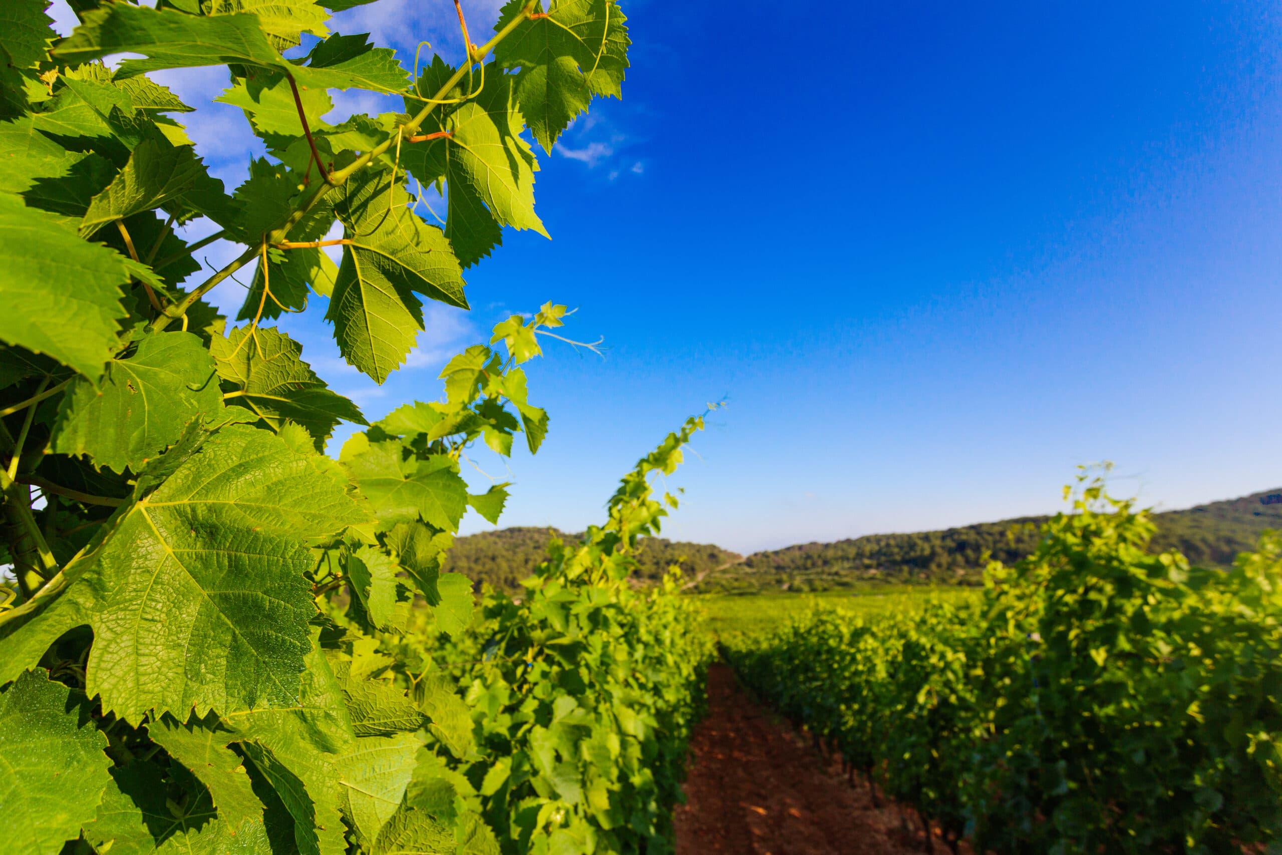 Lipanović Vinarija