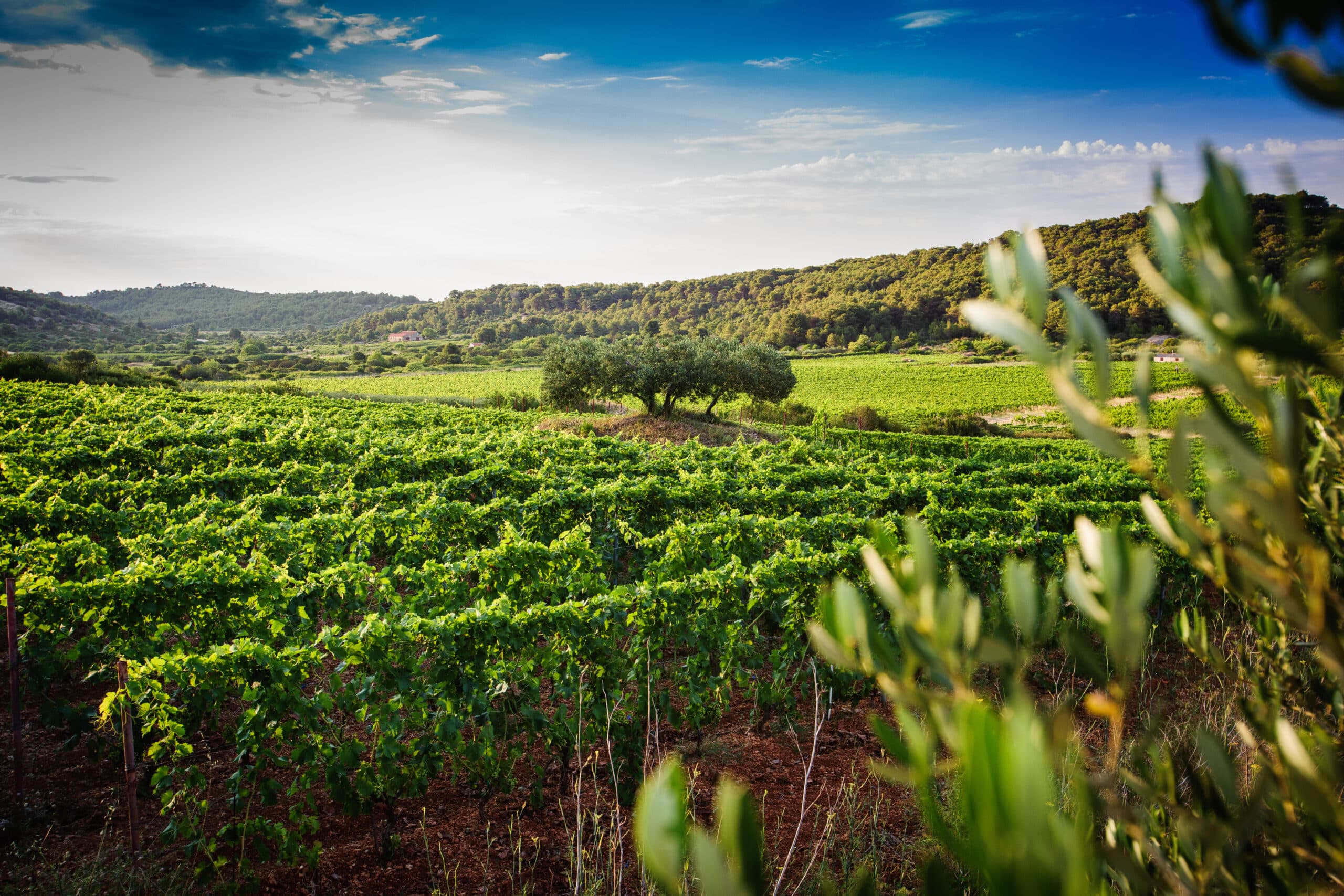 Hero image Lipanovic Winery