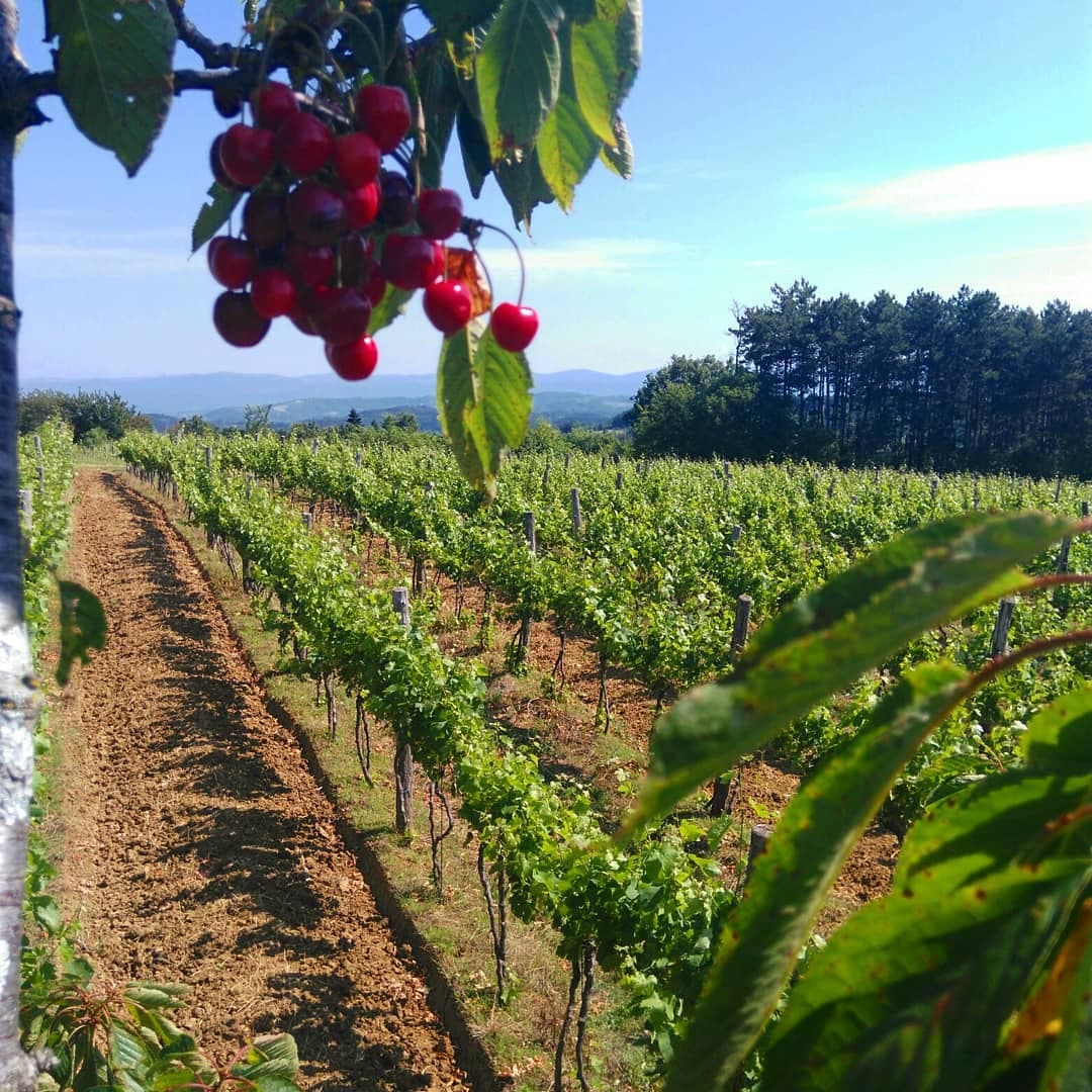 Anđelini Vinarija