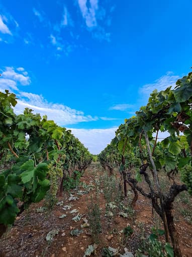 Nikola Ledinić Vinarija